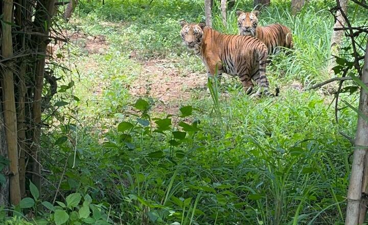 Prestige Group Deepens Biodiversity Commitment with Tiger Adoption at Bannerghatta Biological Park (BBP)
